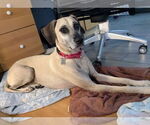 Small #3 Black Mouth Cur Mix