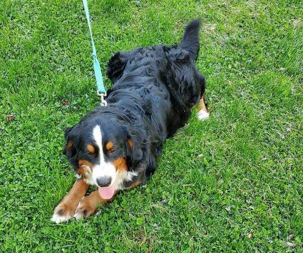Medium Photo #1 Bernese Mountain Dog Puppy For Sale in LANCASTER, OH, USA