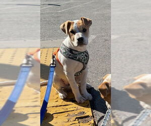 Bulldog-Unknown Mix Dogs for adoption in MIDWAY, UT, USA