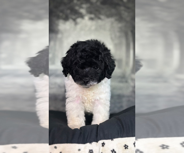 Medium Photo #6 Poodle (Toy) Puppy For Sale in BRONX, NY, USA