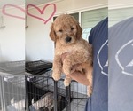 Puppy Puppy 4 Goldendoodle