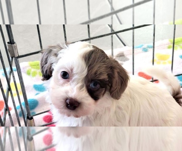 Medium Photo #3 Poovanese Puppy For Sale in ORO VALLEY, AZ, USA