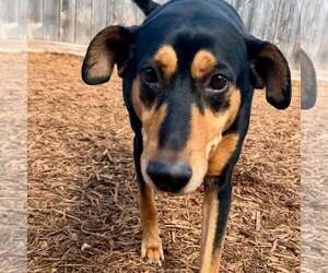 Madeline - Female Doberman Pinscher-Pointer Mix Dog for Adoption - Photo #5