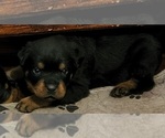 Small Photo #22 Rottweiler Puppy For Sale in WRAY, CO, USA