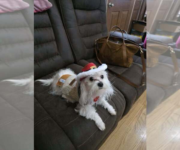 Medium Photo #1 Maltese Puppy For Sale in GRANGEVILLE, ID, USA