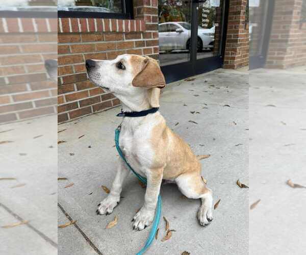 Medium Photo #3 Mutt Puppy For Sale in Candler, NC, USA