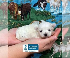 Maltese Puppy for sale in WINNSBORO, LA, USA