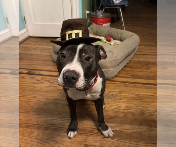 Medium Photo #7 Mutt Puppy For Sale in Philadelphia, PA, USA