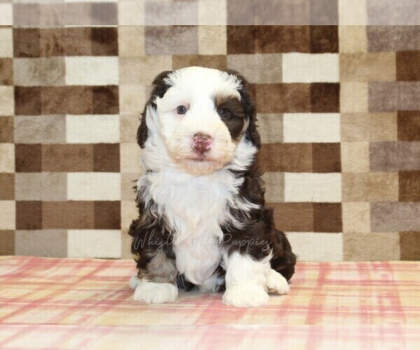 Medium Photo #7 Bernedoodle (Miniature) Puppy For Sale in DENVER, PA, USA