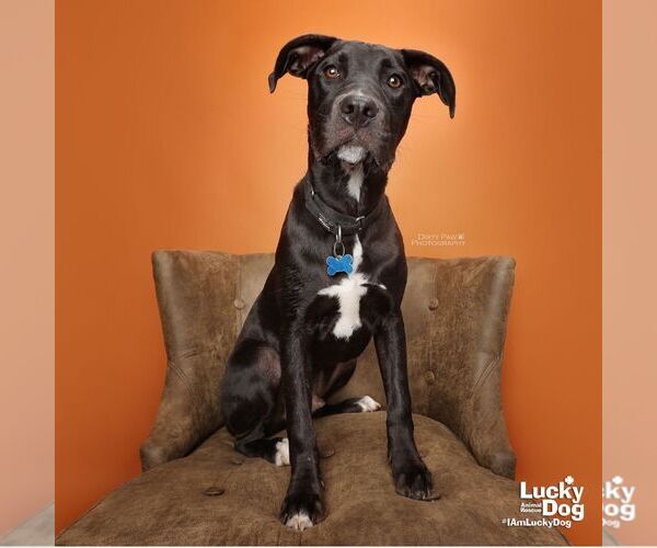 Medium Photo #11 Labrador Retriever-Unknown Mix Puppy For Sale in Washington, DC, USA