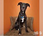 Small #10 Labrador Retriever Mix