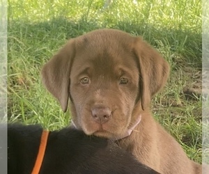 Labrador Retriever Puppy for Sale in MC CORDSVILLE, Indiana USA