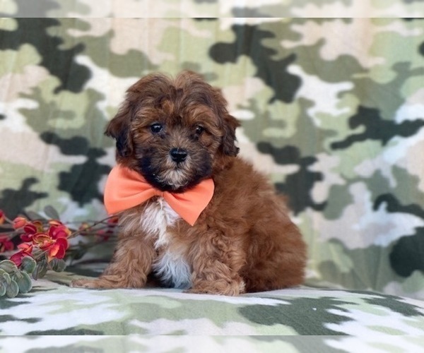 Medium Photo #1 Shih-Poo Puppy For Sale in LAKELAND, FL, USA