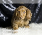 Small #3 Dachshund