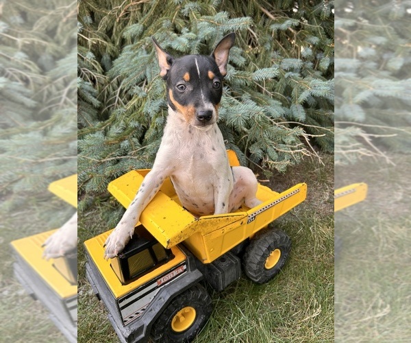 Medium Photo #2 Rat Terrier Puppy For Sale in MIDDLEBURY, IN, USA
