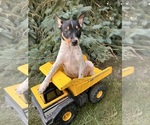 Small #1 Rat Terrier