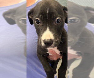 Mutt Dogs for adoption in Sterling, MA, USA