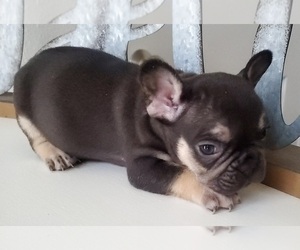 French Bulldog Puppy for sale in FORT LEE, VA, USA