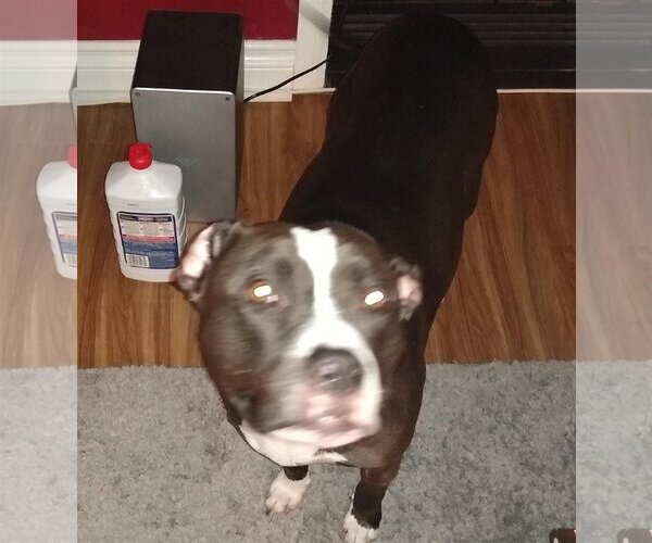 Medium Photo #1 American Pit Bull Terrier-Unknown Mix Puppy For Sale in  Ramona, CA, USA