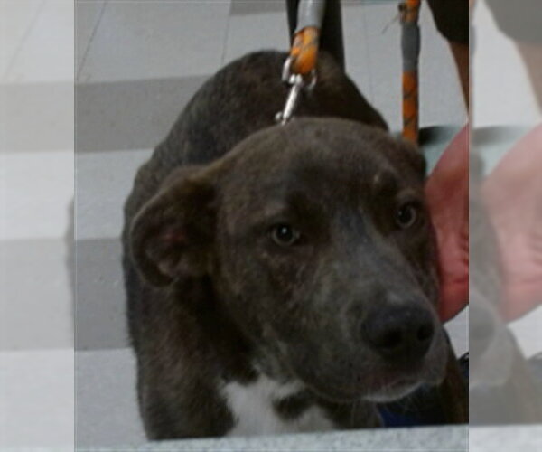 Medium Photo #1 Staffordshire Bull Terrier-Unknown Mix Puppy For Sale in Oklahoma City, OK, USA