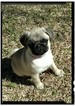 Small Photo #1 Pug Puppy For Sale in LELAND, NC, USA