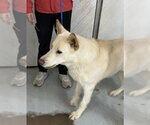 Small #11 Gerberian Shepsky