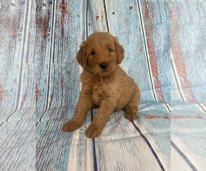 Goldendoodle Puppy for sale in STELLA, MO, USA
