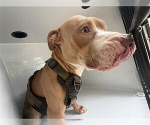 Mutt Dogs for adoption in Houston, TX, USA