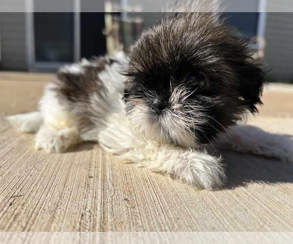 Medium Photo #42 Shih Tzu Puppy For Sale in MOORESVILLE, NC, USA