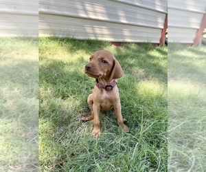 Vizsla Puppy for sale in ABILENE, TX, USA