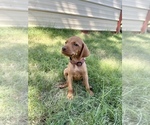 Small Photo #1 Vizsla Puppy For Sale in ABILENE, TX, USA