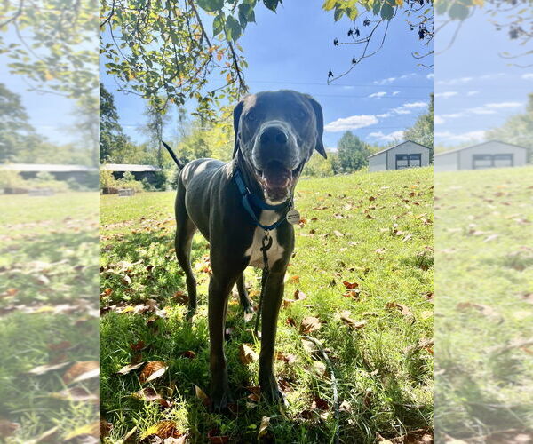 Medium Photo #5 Mutt Puppy For Sale in Candler, NC, USA