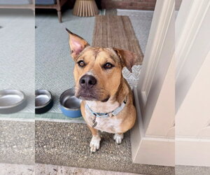 Catahoula Leopard Dog-Unknown Mix Dogs for adoption in Germantown, OH, USA