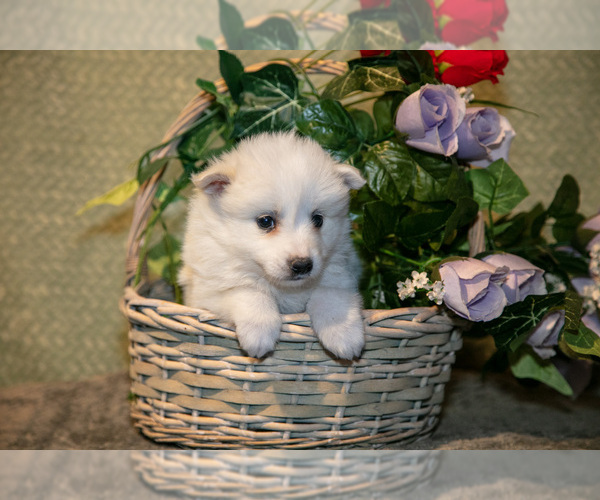Medium Photo #11 American Eskimo Dog Puppy For Sale in BERNE, IN, USA
