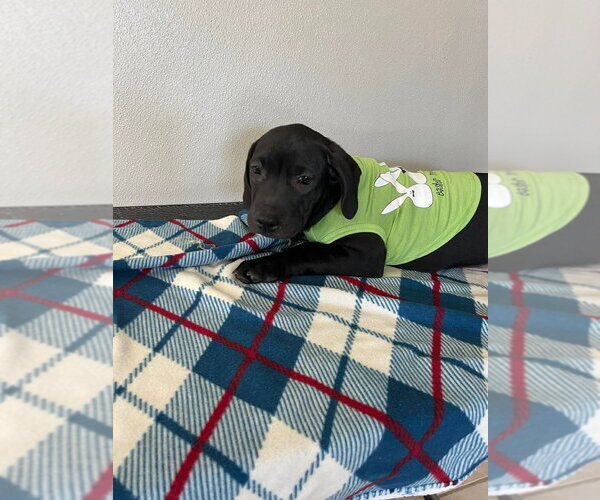 Medium Photo #4 Labbe Puppy For Sale in Osgood, IN, USA