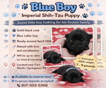 Puppy Blue boy Shih Tzu