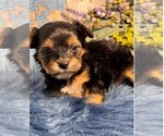 Small #1 Morkie
