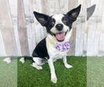 Small Rat Terrier Mix
