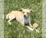 Small #7 Chihuahua