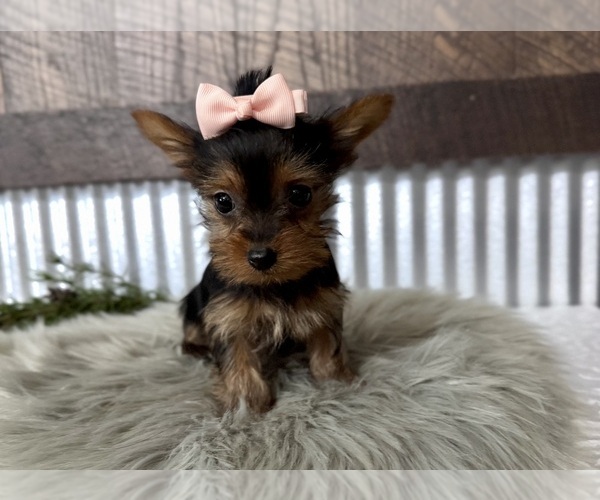 Medium Photo #3 Yorkshire Terrier Puppy For Sale in NAPPANEE, IN, USA