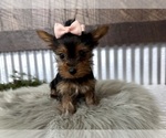 Small #2 Yorkshire Terrier