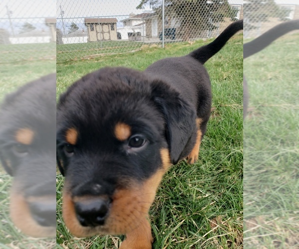 Medium Photo #4 Rottweiler Puppy For Sale in STEUBENVILLE, OH, USA