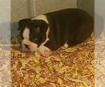 Small Photo #4 Boston Terrier Puppy For Sale in SWANSEA, SC, USA