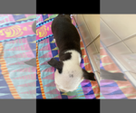 Small Photo #2 Boston Terrier Puppy For Sale in RANCHO PALOS VERDES, CA, USA