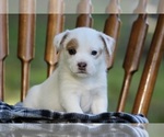 Puppy Pepperoni American Pit Bull Terrier-Australian Shepherd Mix
