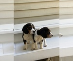 Small Photo #4 Beagle Puppy For Sale in BURLINGTON, MA, USA