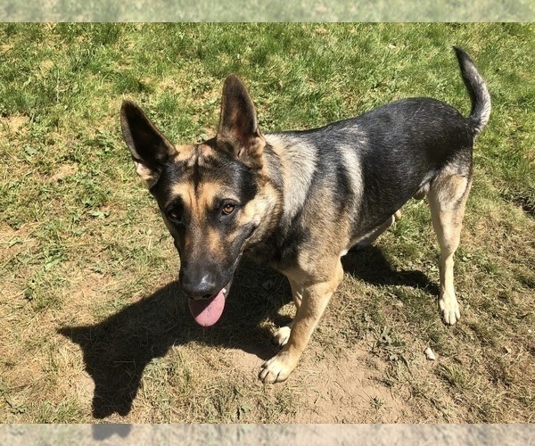 Medium Photo #1 German Shepherd Dog Puppy For Sale in BURLINGTON, WA, USA