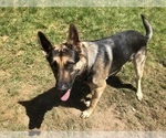 Small Photo #1 German Shepherd Dog Puppy For Sale in BURLINGTON, WA, USA