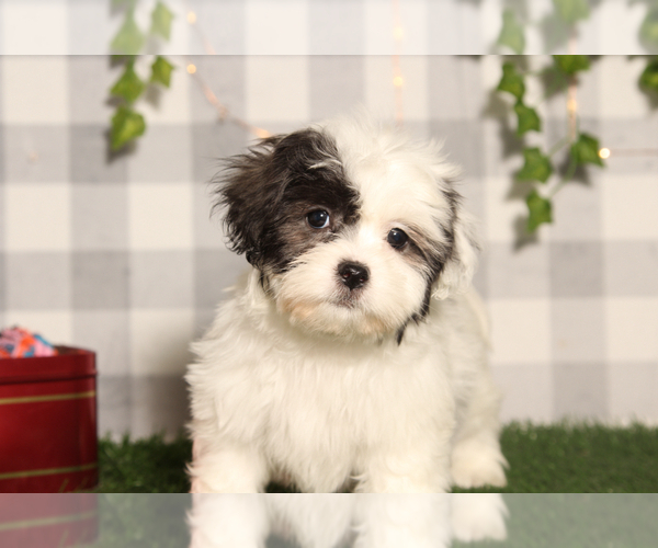 Medium Photo #2 Zuchon Puppy For Sale in MARIETTA, GA, USA