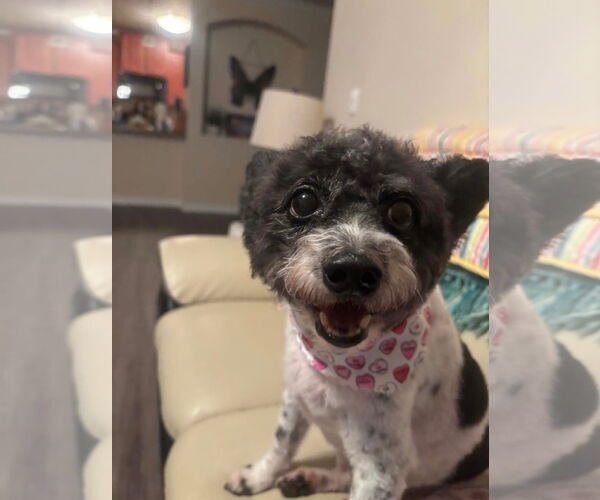 Medium Photo #5 Maltipoo Puppy For Sale in Sanford, FL, USA